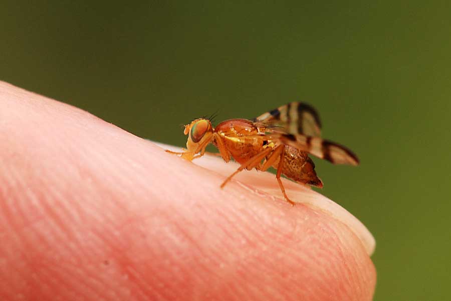 Piccolo Tephritidae : Acidia cognata